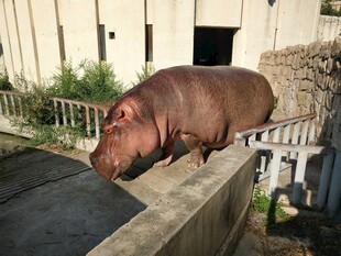 河马立于围栏边缘