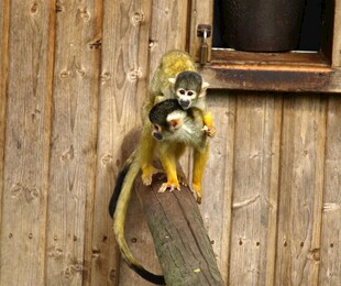 木墙上的猴子手持物品