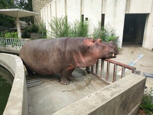 河马探头张望