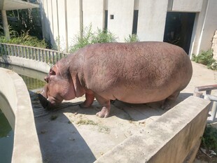 动物园里的河马