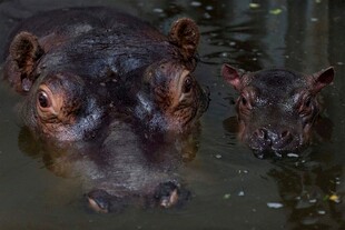 水中的河马母子