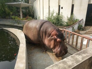 岸边的河马