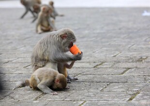 猴子街头进食画面