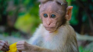 手持黄物的可爱小猴