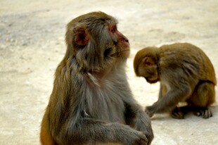 两只猴子互动场景