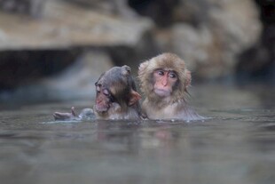 水中嬉戏的两只可爱猴子
