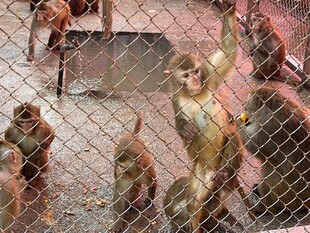 围栏内的猴子群