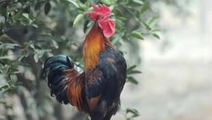 枝头雄鸡