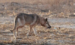 野外独行的德国牧羊犬