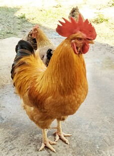 昂首挺立的漂亮大公鸡