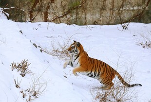 雪地中的猛虎