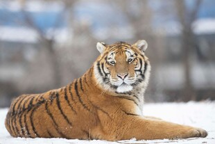 雪地中休憩的斑斓猛虎