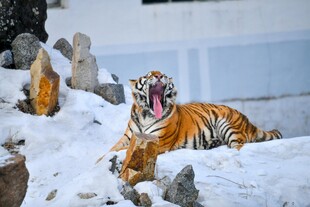 雪地中咆哮的斑斓猛虎