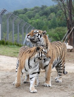 三只老虎亲昵互动场景