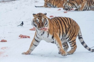 雪地中行走的斑斓猛虎