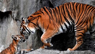 母虎与幼虎亲昵互动