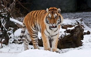 雪地中的威猛老虎