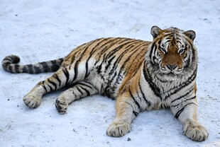 雪地中休憩的斑斓猛虎