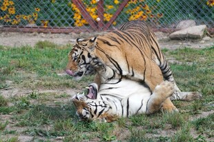 两只老虎嬉戏玩耍场景