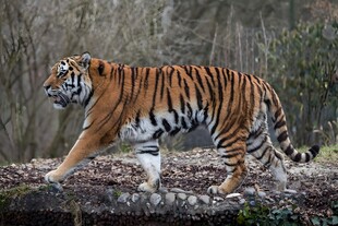雪地中漫步的斑斓猛虎