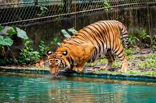 老虎俯身饮水瞬间