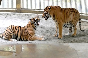 两只老虎互动场景