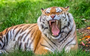 猛虎草地张嘴打哈欠