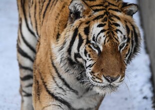 雪地中行走的斑斓猛虎