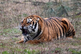 草原上休憩的斑斓猛虎