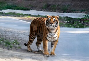 路上行走的斑斓猛虎