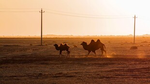 夕阳下的沙漠骆驼队