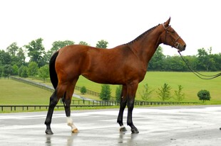 棕马立于湿地远眺