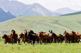 草原上奔腾的马群