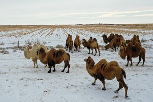 雪地中的骆驼群