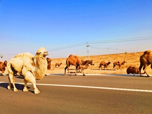 骆驼群漫步在宽阔公路上