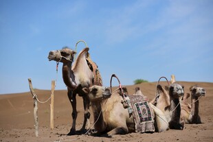 沙漠中的骆驼群