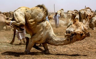 沙漠中站立的骆驼群