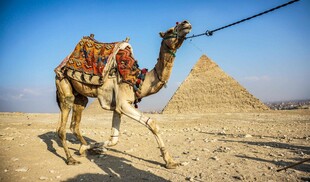 沙漠中骆驼与金字塔景观