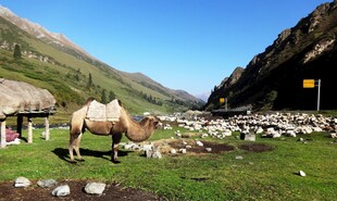 草原上的骆驼与山间景色