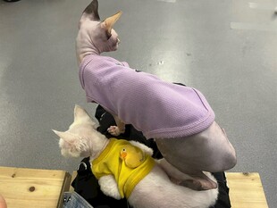 三只猫咪叠罗汉