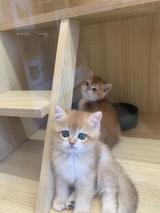 可爱小猫在木质架旁玩耍