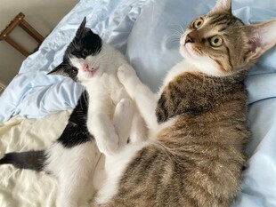两只猫咪惬意躺卧床上