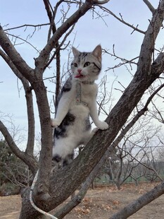 小猫灵巧攀爬在树枝上