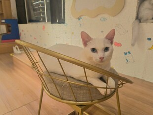 小猫坐椅模样乖巧可爱