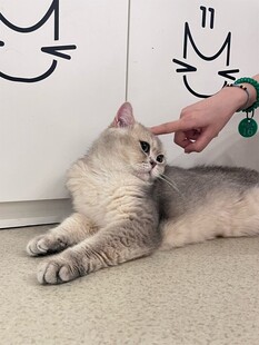 猫咪惬意享受逗弄时刻