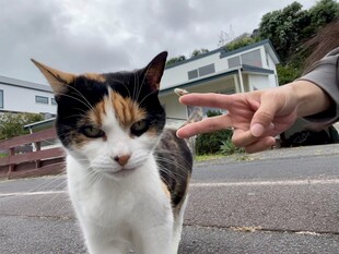 人与三色猫互动瞬间