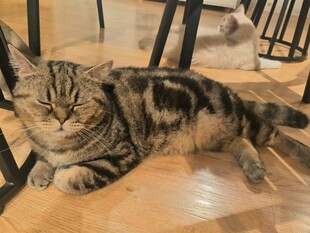 慵懒猫咪惬意躺木地板上