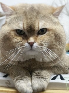 霸气金渐层猫咪趴卧