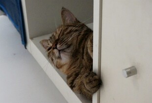 柜子里探出头的可爱猫咪