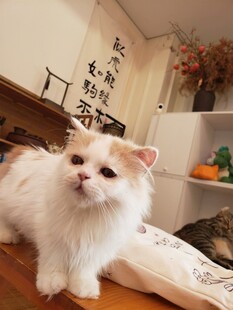 可爱萌宠猫咪室内模样
